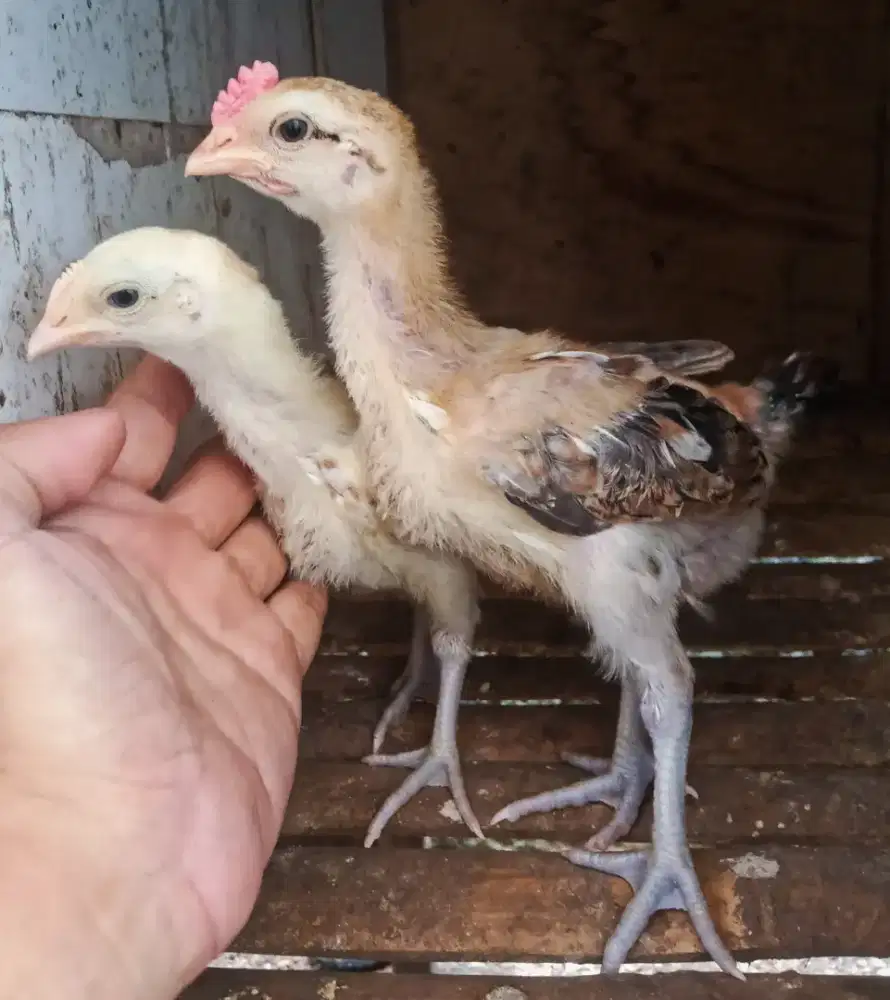 AYAM PELUNG 2 PASANG