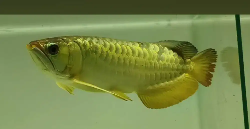 Arwana golden crossback