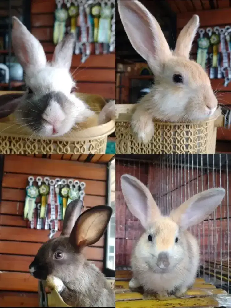 Jual kelinci lokal Kuningan