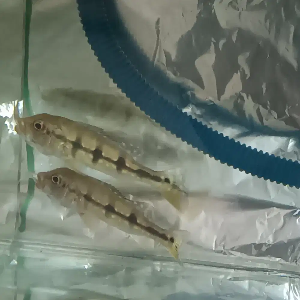 Jual cepat!! 2 ekor ikan marking bagus