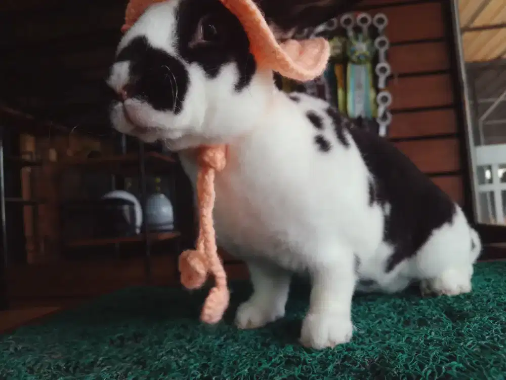 Jual kelinci Rex karpet