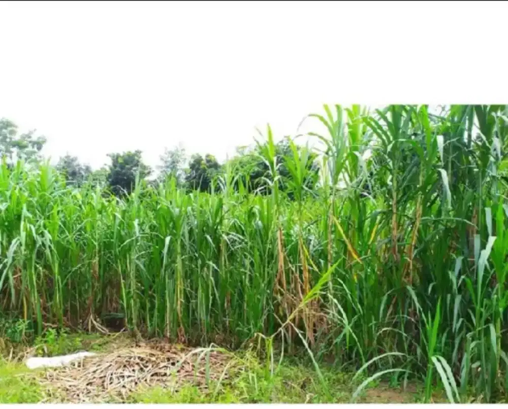 Rumput pakchong dan gajah borobgan
