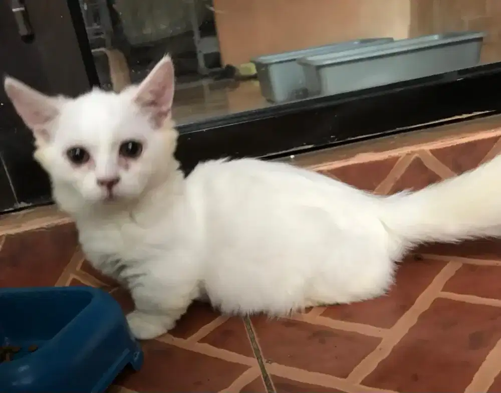Kucing munchkin jantan dan betina, 3 bulan