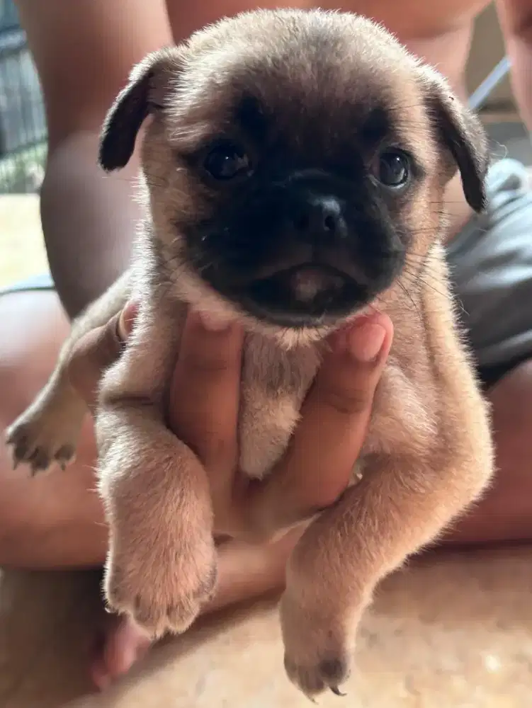 Siap dipinang PUG Mix