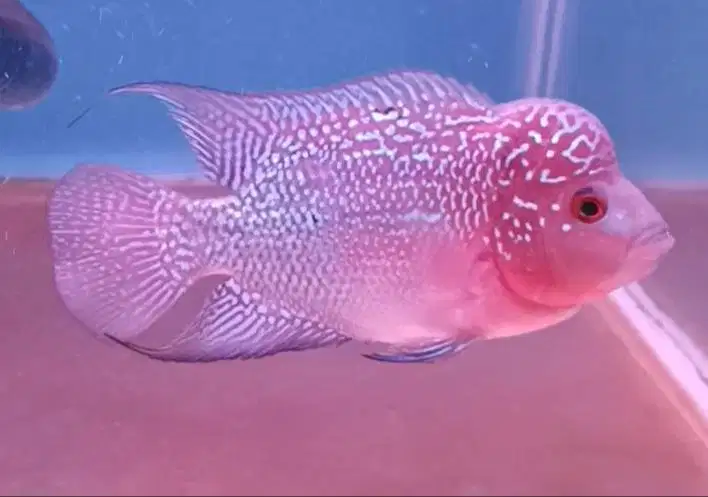 ikan louhan kamfa lokal di Medan.