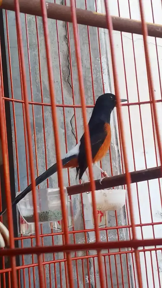 murai batu pastol indukan prestasi