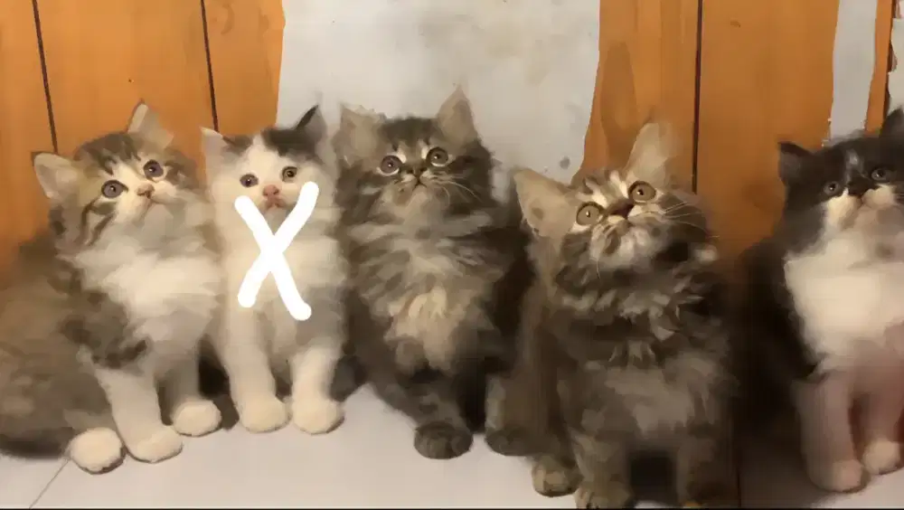 Kucing kitten persia mix mainecoon / himalaya / anggora / peaknose