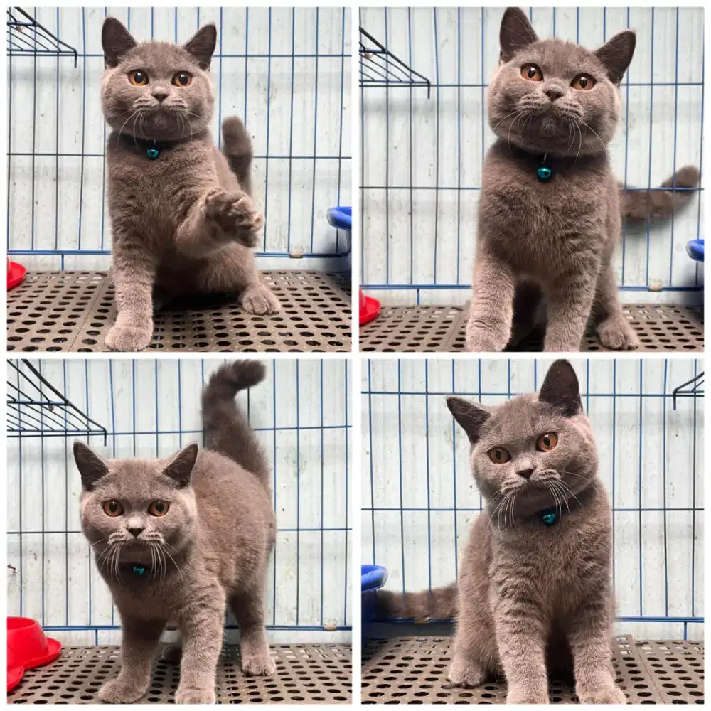 Kucing bsh betina murah