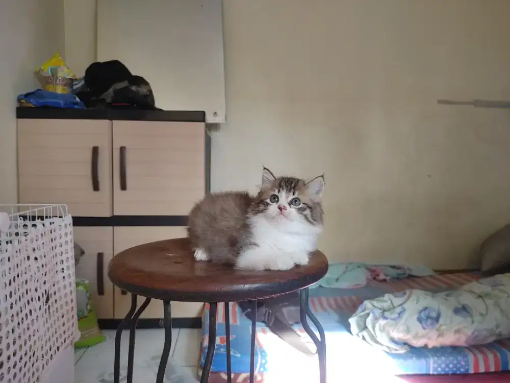 Kucing kitten persia mix mainecoon / anggora / himalaya / peaknose