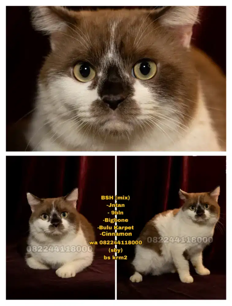 Kucing Bsh mix (cinnamon)