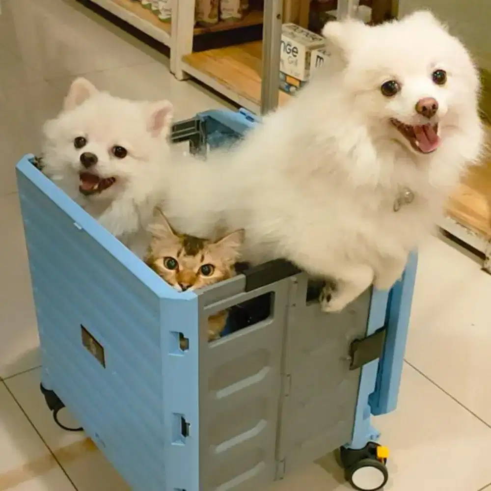 Lowongan pekerjaan bagian groomer