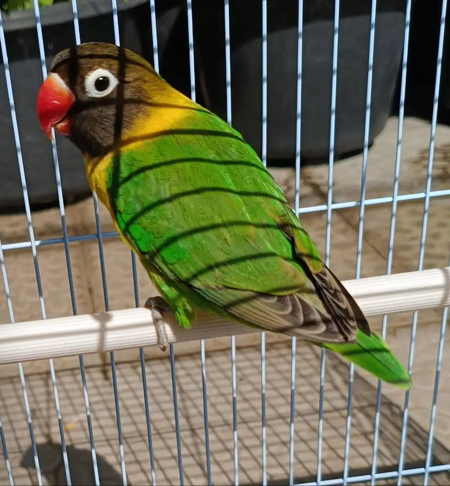 burung lovebird dakori di Medan.