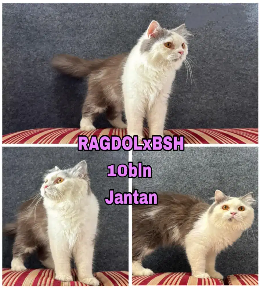 Kucing Bsh x Ragdoll (koleksi pribadi)