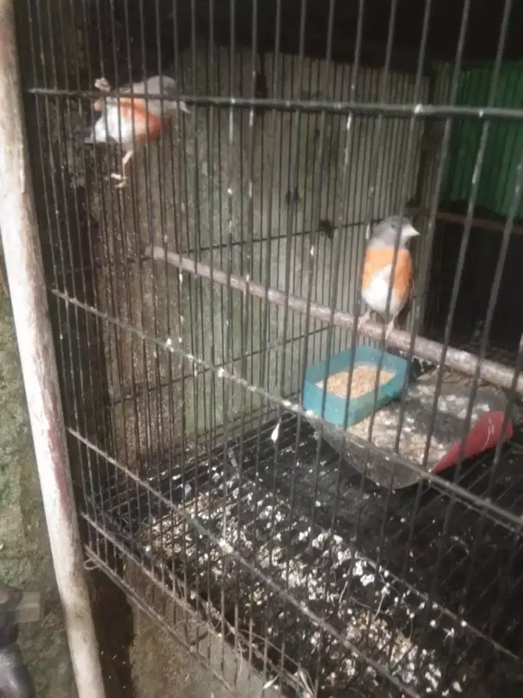 Redsiskin klasik sepasang