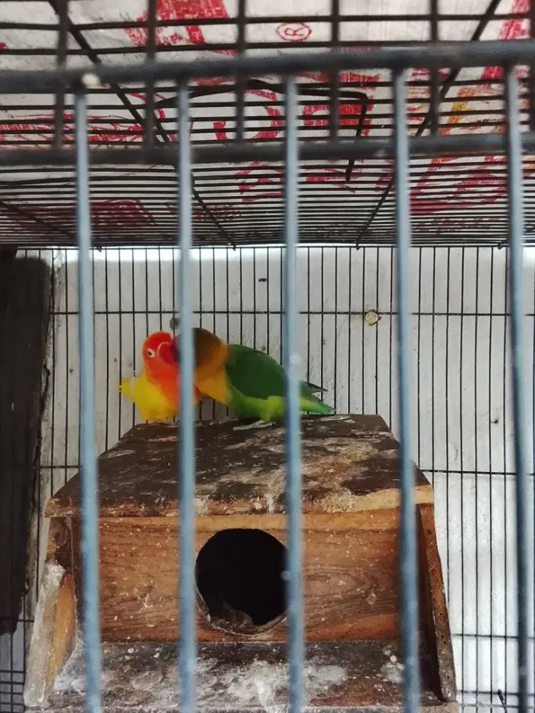 Di jual Lovebird sepasang