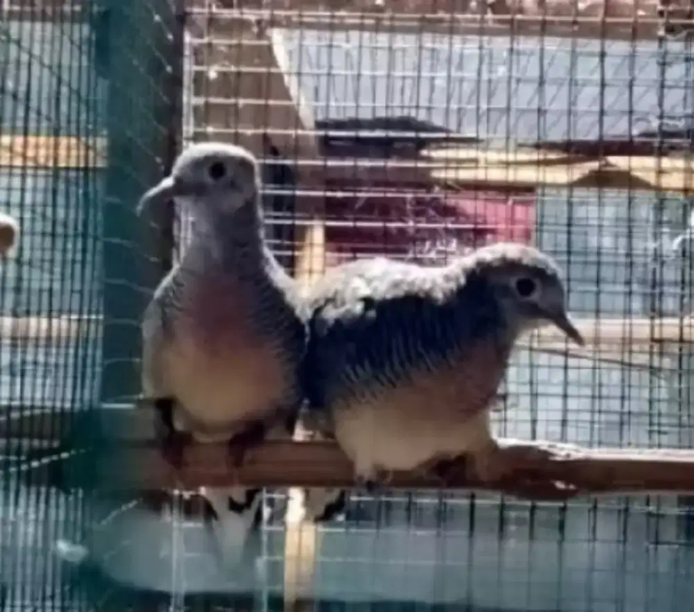 Sepasang Perkutut Bangkok