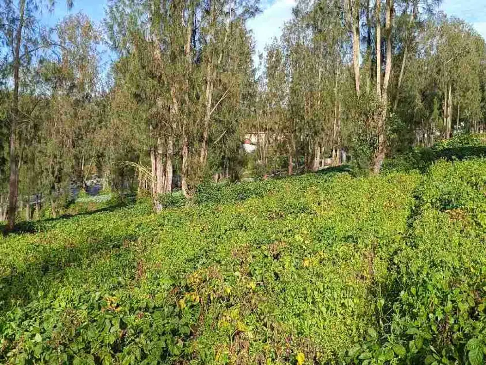 Lahan Bromo Nol Jalan Raya