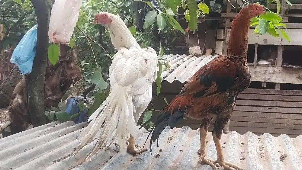 Ayam ekor lidi putih umur 6 bulan