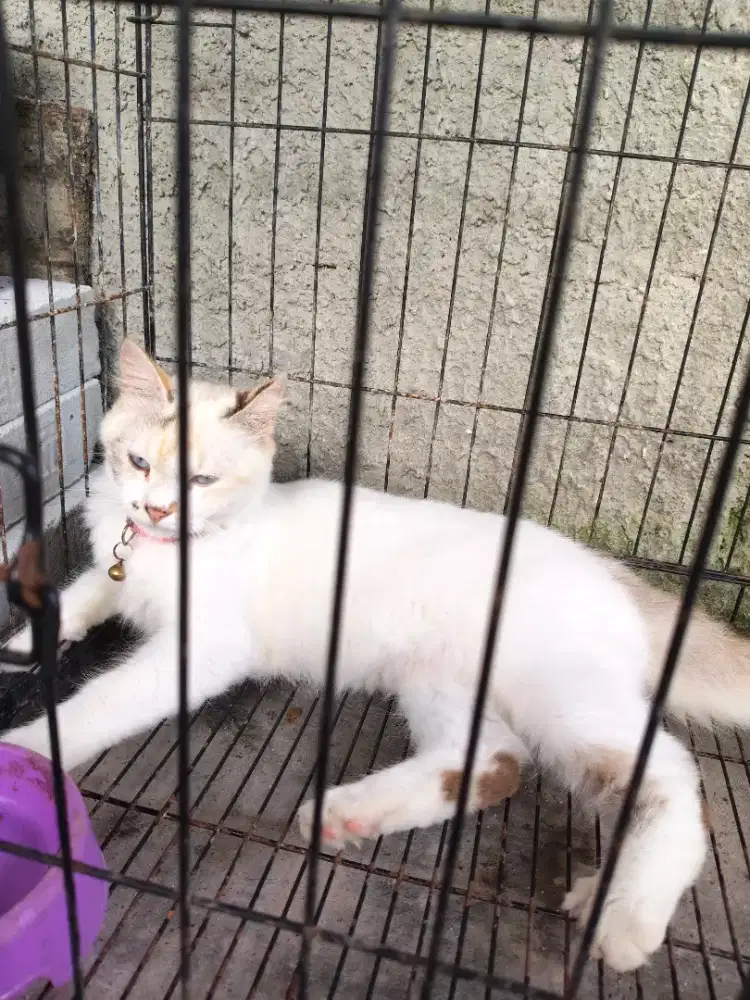 Open adopsi kucing betina persia himalaya harga 5 ratus