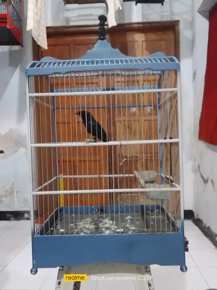 Krantil harian rajin bunyi