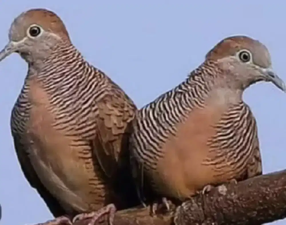 Sepasang Kutut lokal