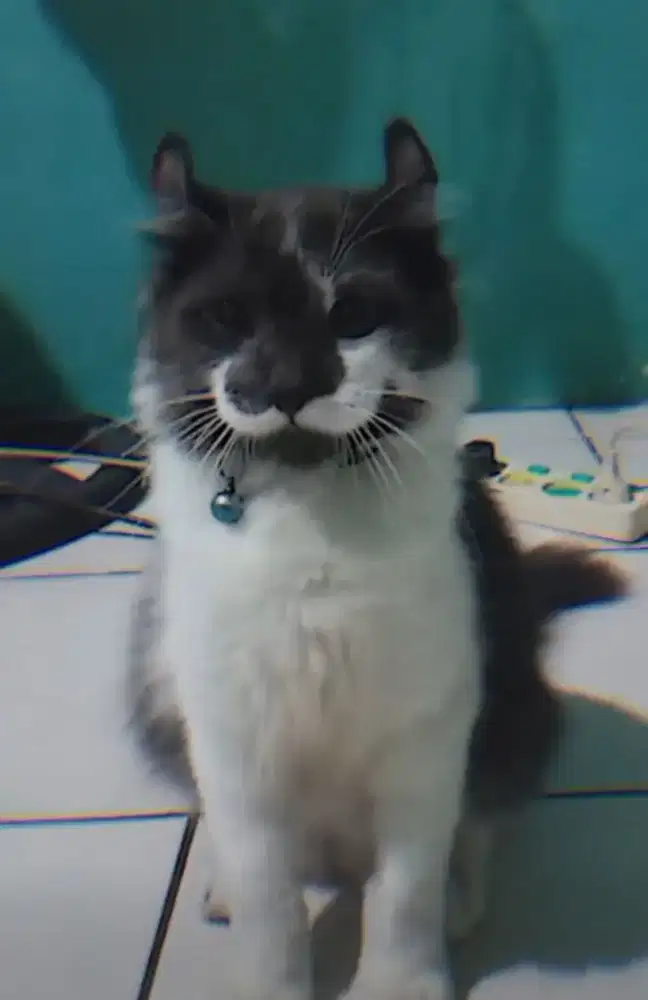 Kucing american curl