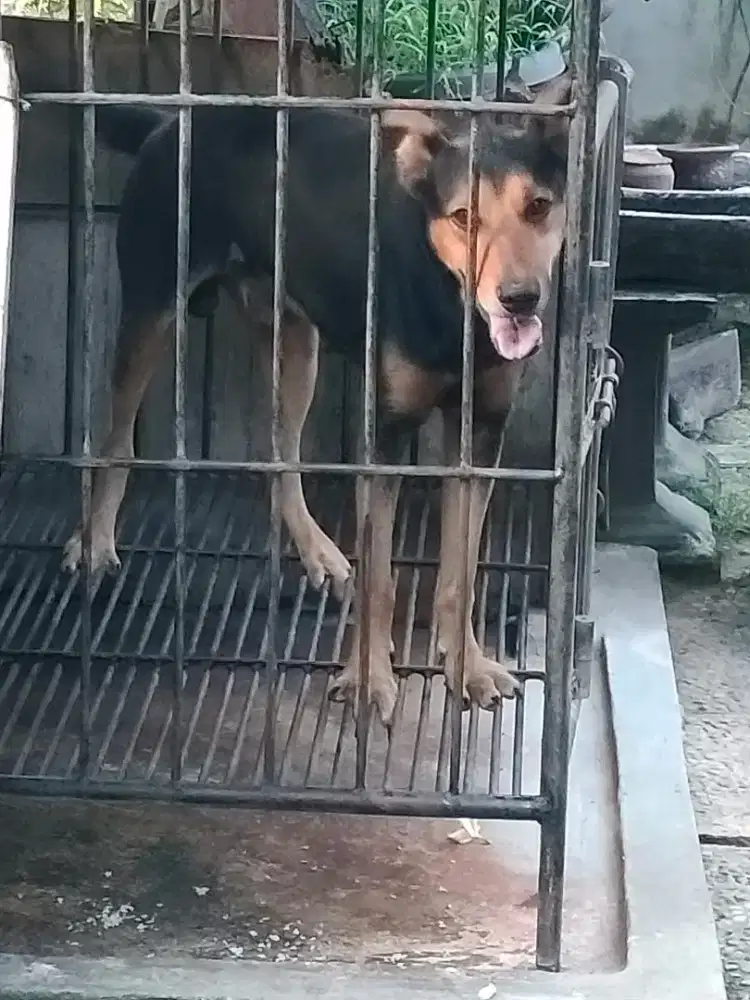 Di jual anjing jantan