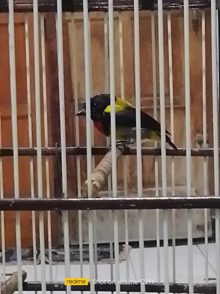 Pentis pelangi rajin bunyi