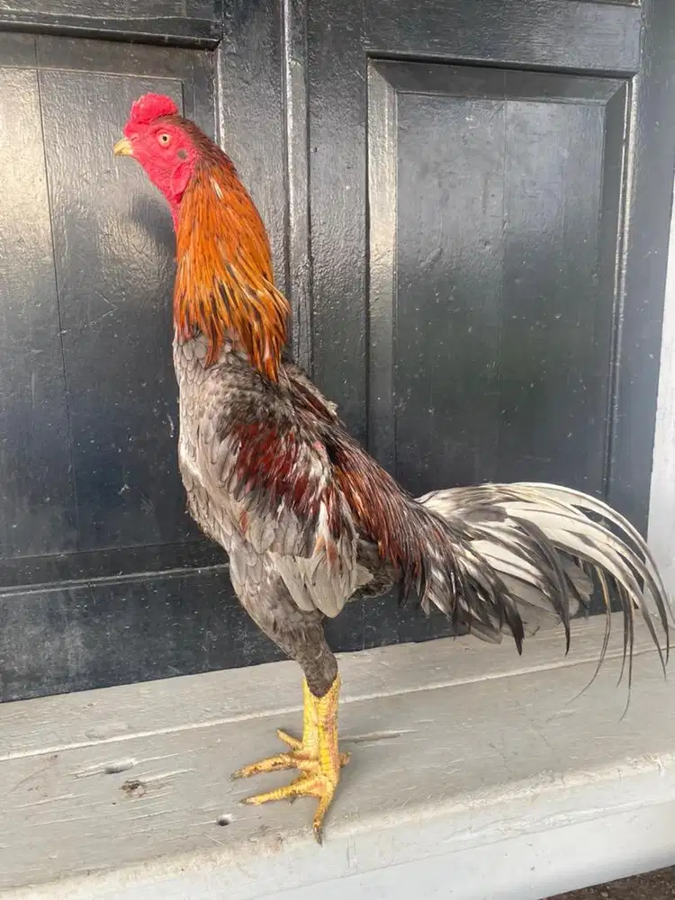 Ayam bs X bk 9 bulan