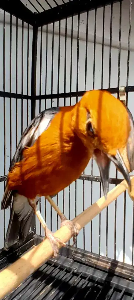 BURUNG ANIS MERAH GACOR TELER SANGKAT KOTAK