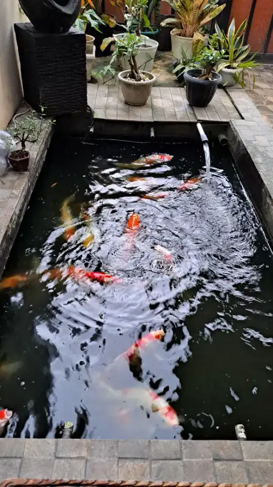 Borong koi  uk 20cm sd 35cm