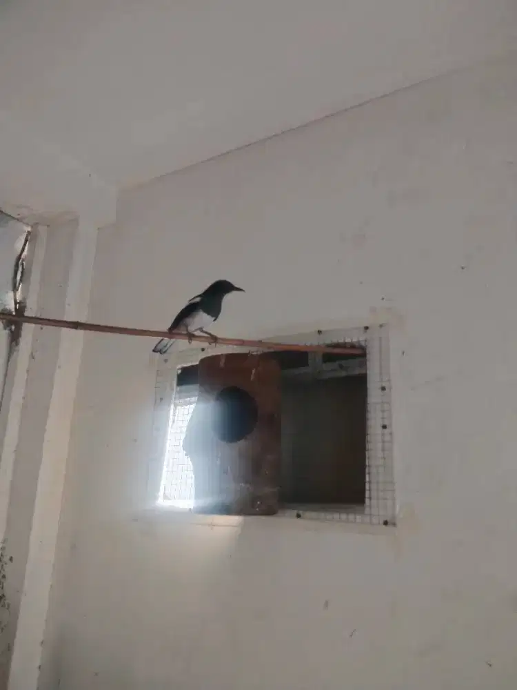 Jual betina kacer 2kali produksi lancar mulus bodi big mantap