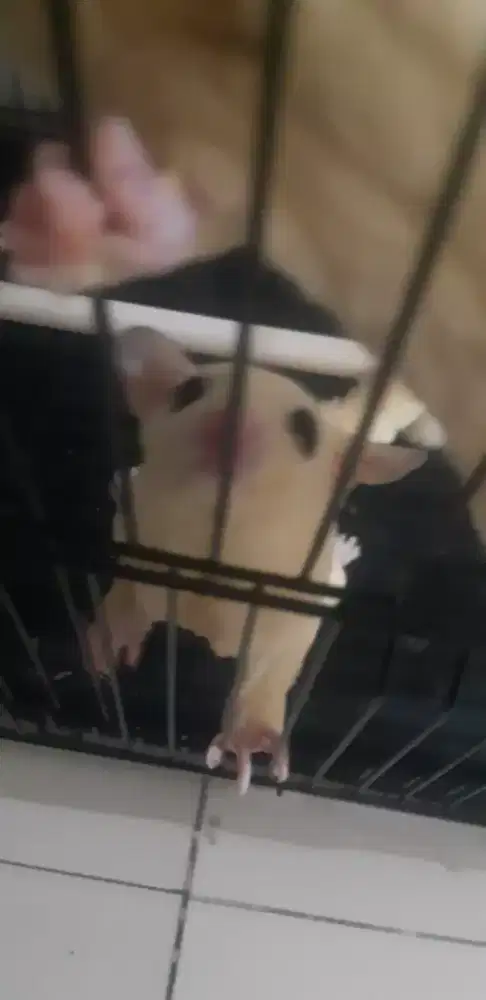 Sugar glider leukistik