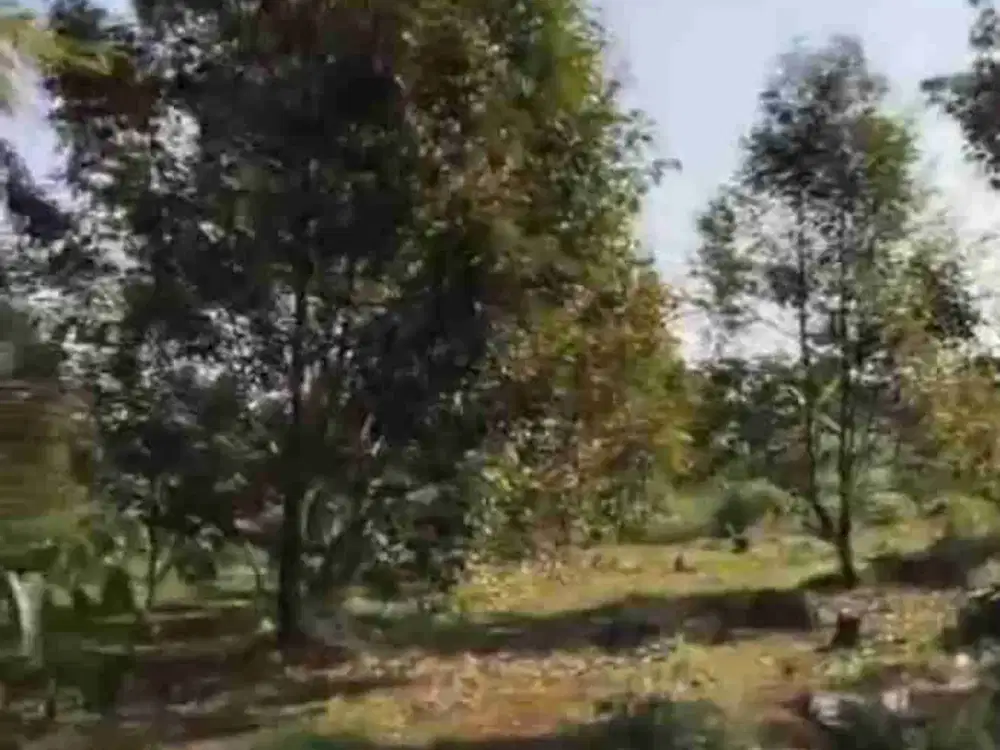 kebun durian sudah buah murah