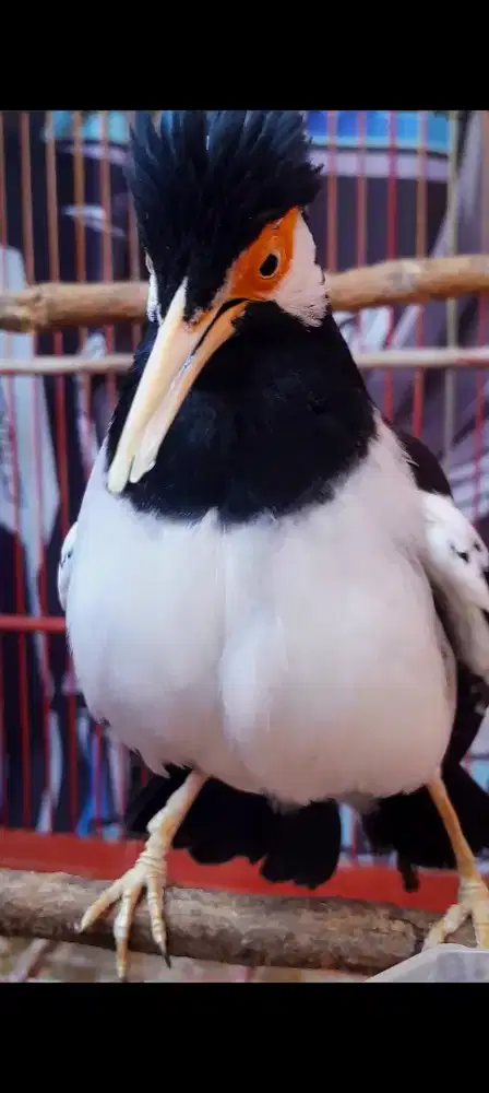 BURUNG SUREN PRIYANGAN GACOR SIANG MALEM  RASA JALILIN