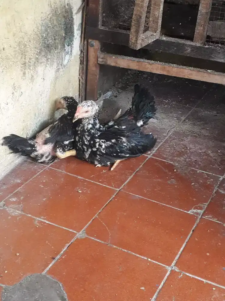 Jual Ayam anakan bangkok