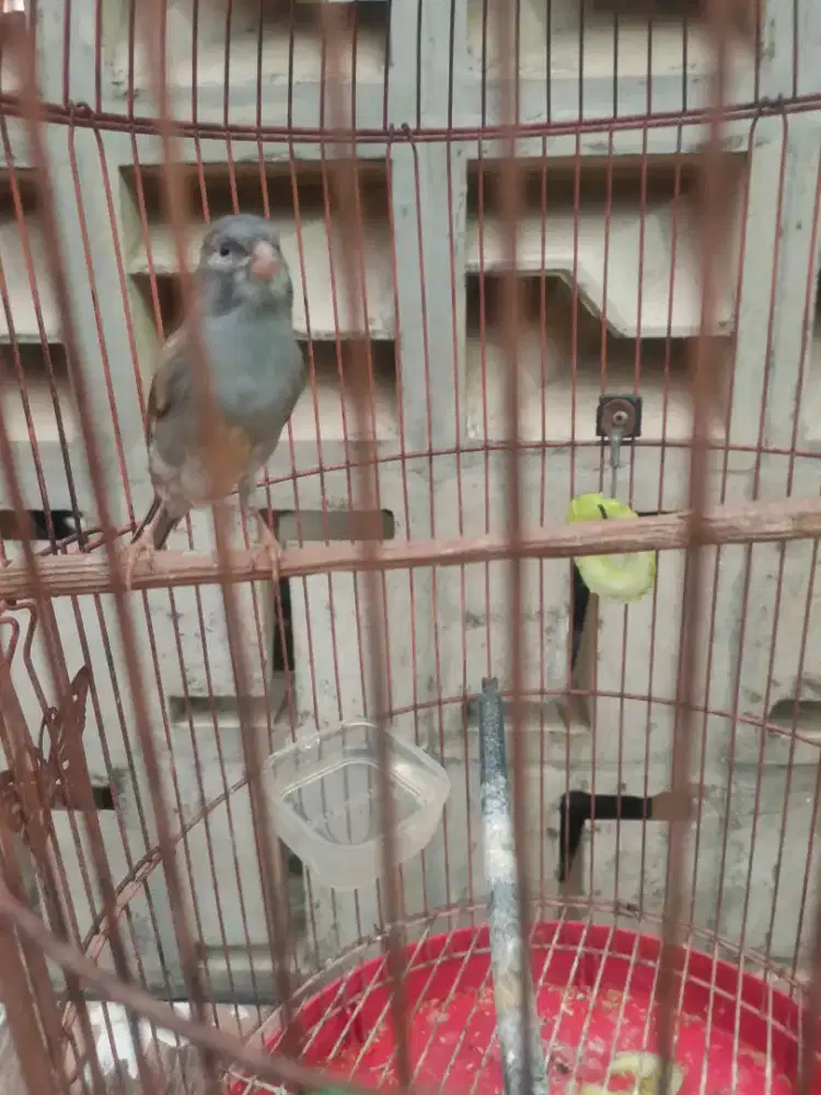 Burung kenari jantan