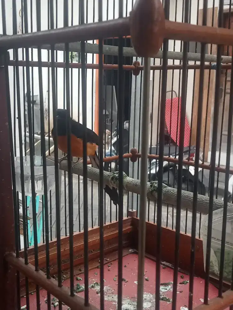 Burung murai betina