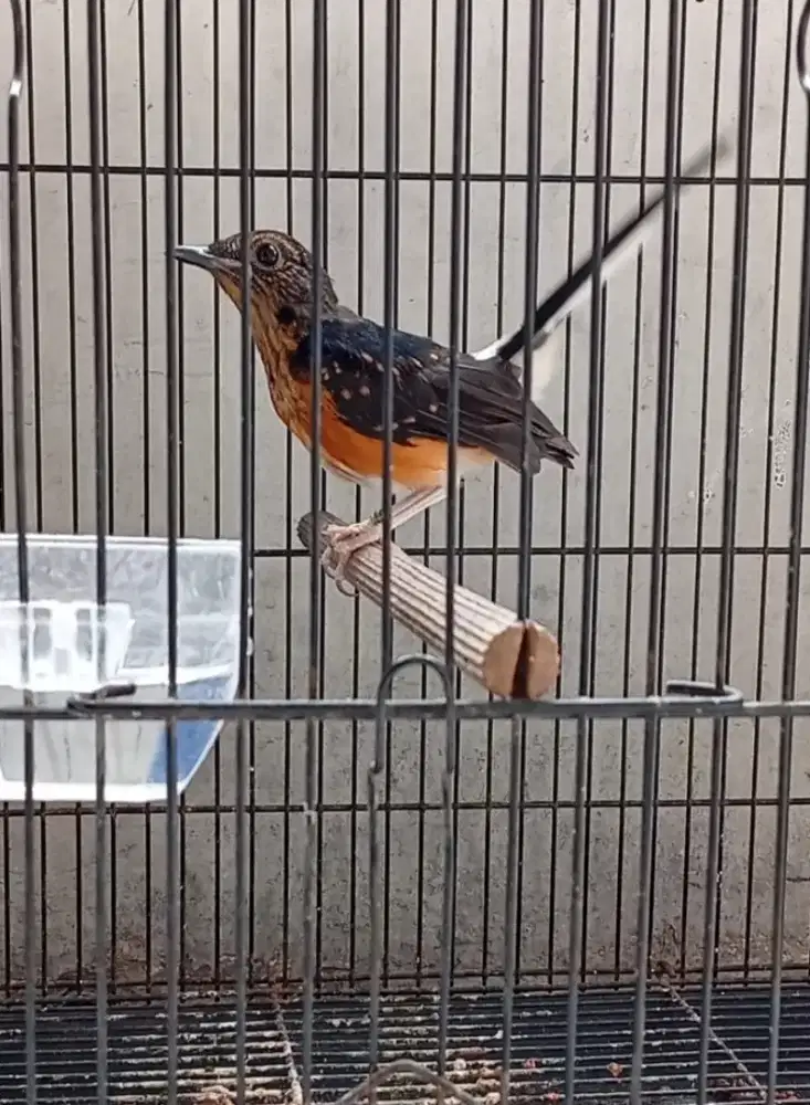 Trotol murai batu jantan trah prestasi