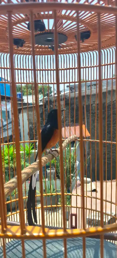 Murai ternakan ex prestasi blian di lapangan GK bisa kondisikan