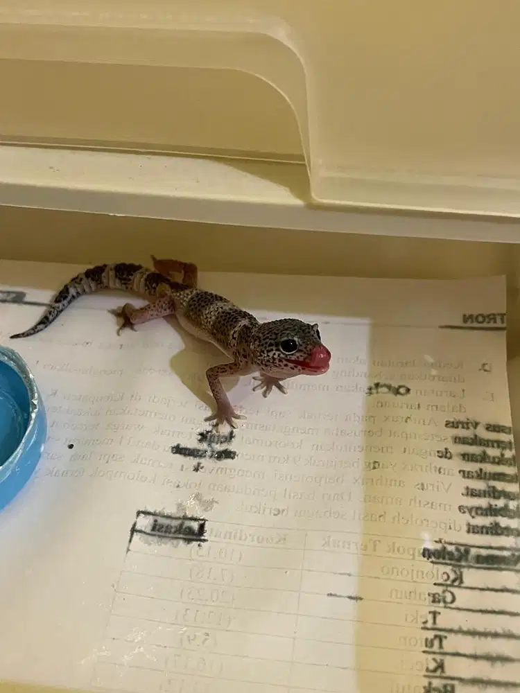 Gecko Jinak 3 bulan