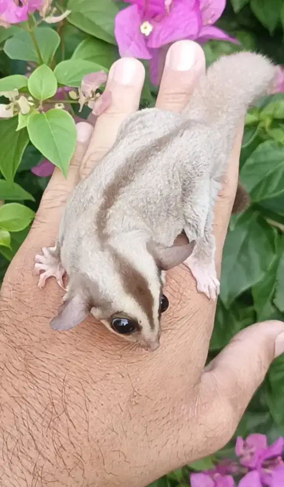 Sugar glider caramel joey