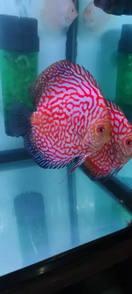 Ikan Discus Borongan