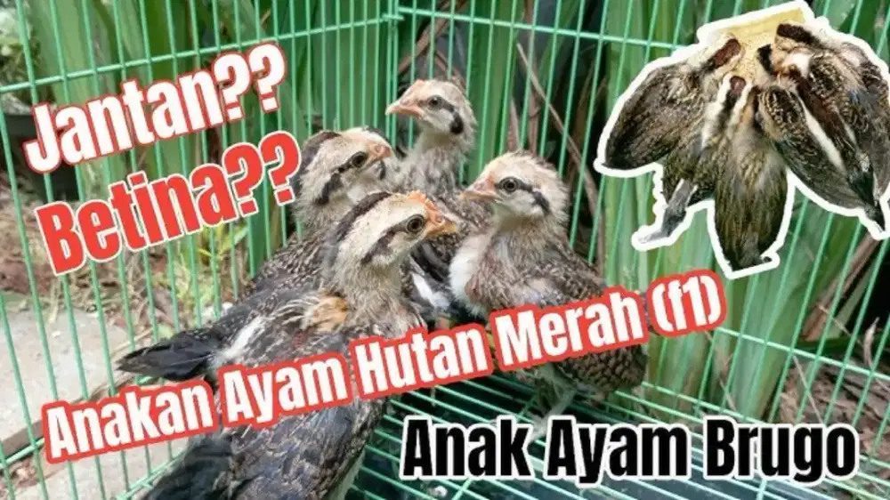 Dicari Ayam Hutan