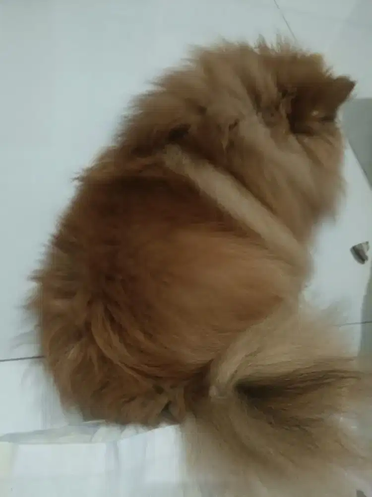 Anjing minipom bulu lebat jantan mini