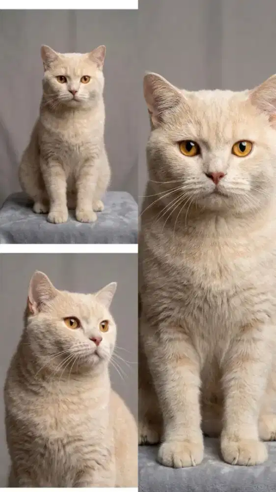 Kucing bsh cream jantan dewasa