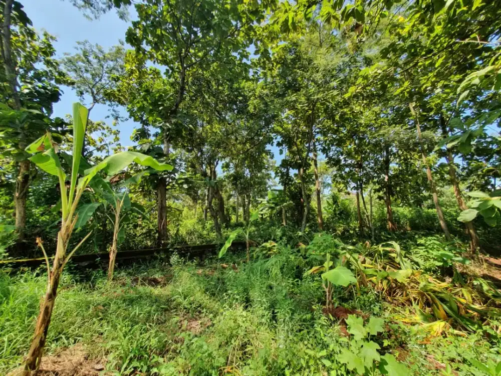 Dijual tanah murah di daerah Bulusan dekat UNDIP