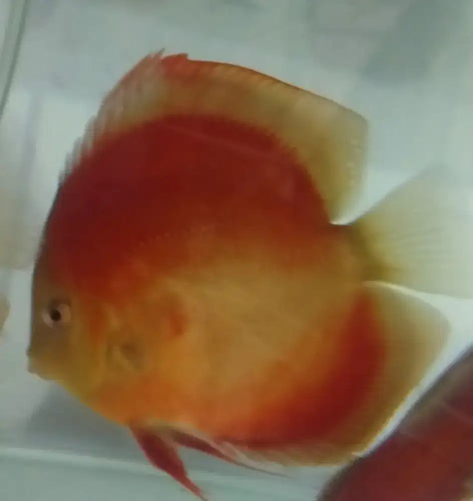Discus Red Cover / San merah & Panthera
