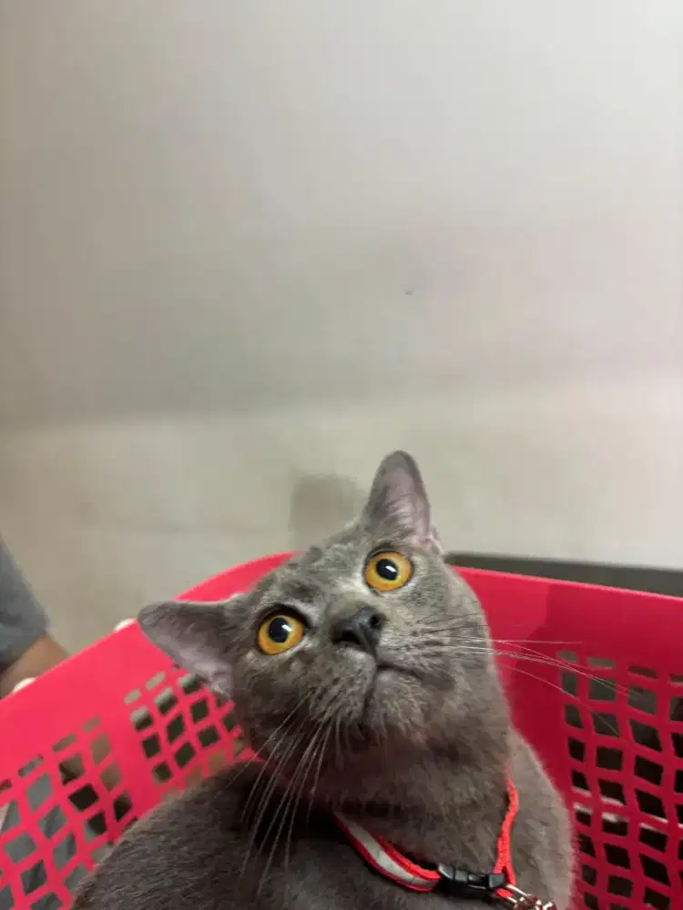 Kucing BSH British short hair