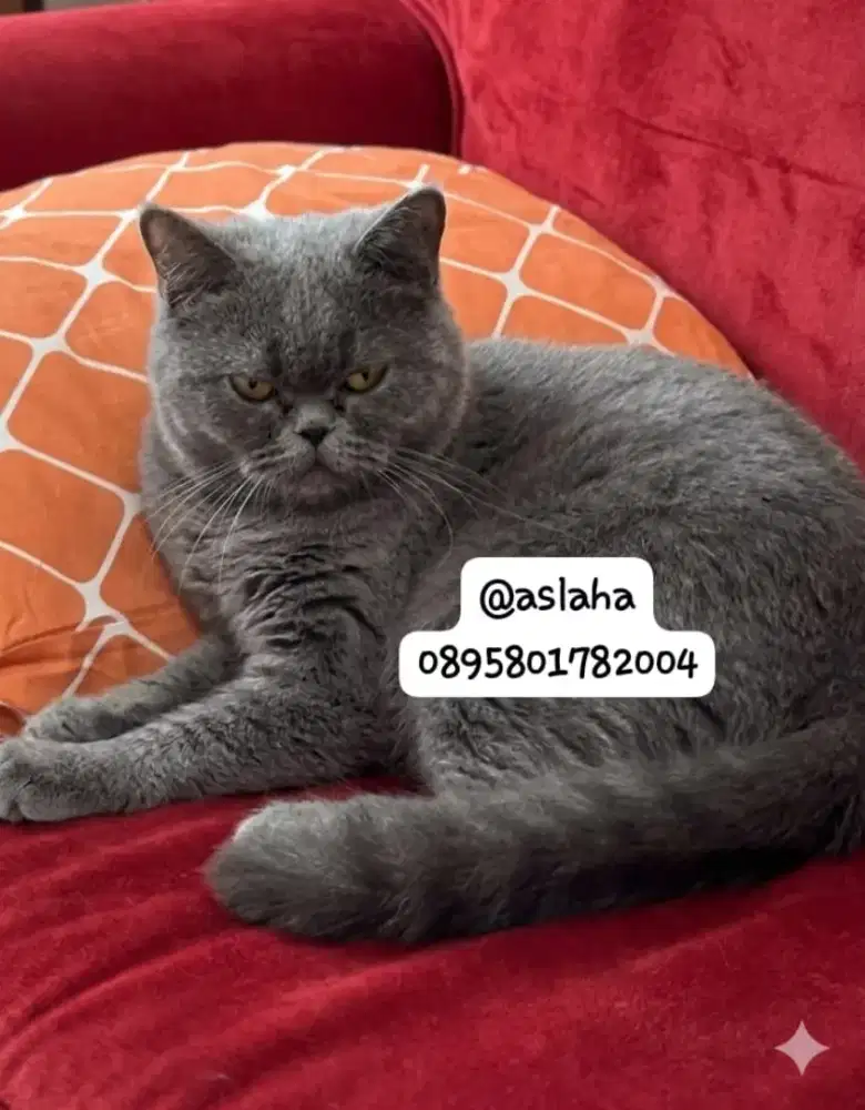 Kucing BSH betina  /kucing british short hair /kucing  British  betina